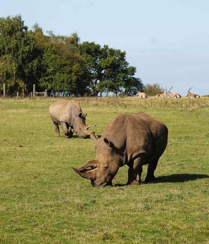 Nine Zoonormous facts about Whipsnade Zoo and our animals